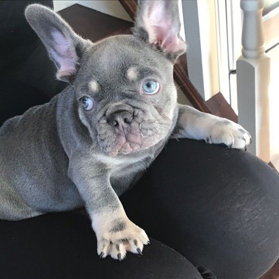 French Bulldog Puppies For Sale | Victoria, TX #269338