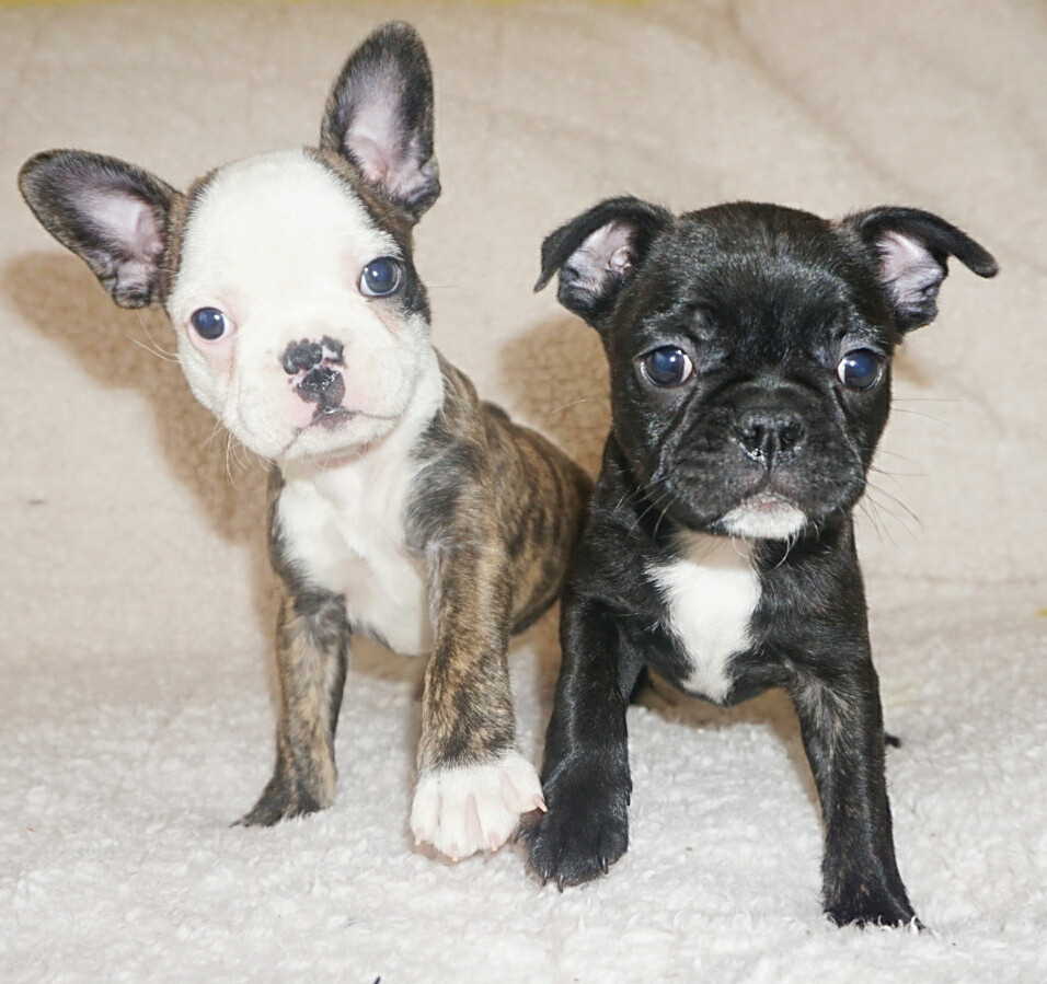 French Bulldog Puppies For Sale Cedar Springs, MI 269899
