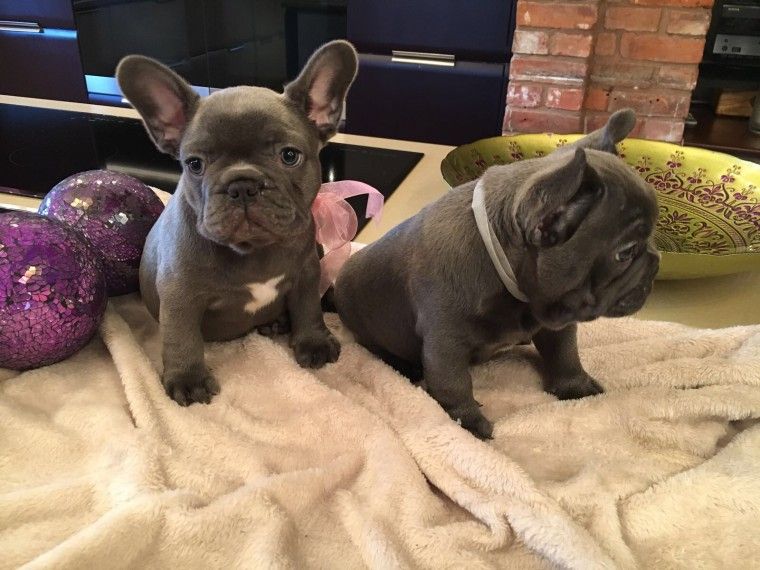 French Bulldog Puppies For Sale Anchorage, AK 270073