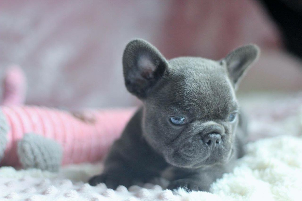 French Bulldog Puppies For Sale Pittsburgh, PA 270300