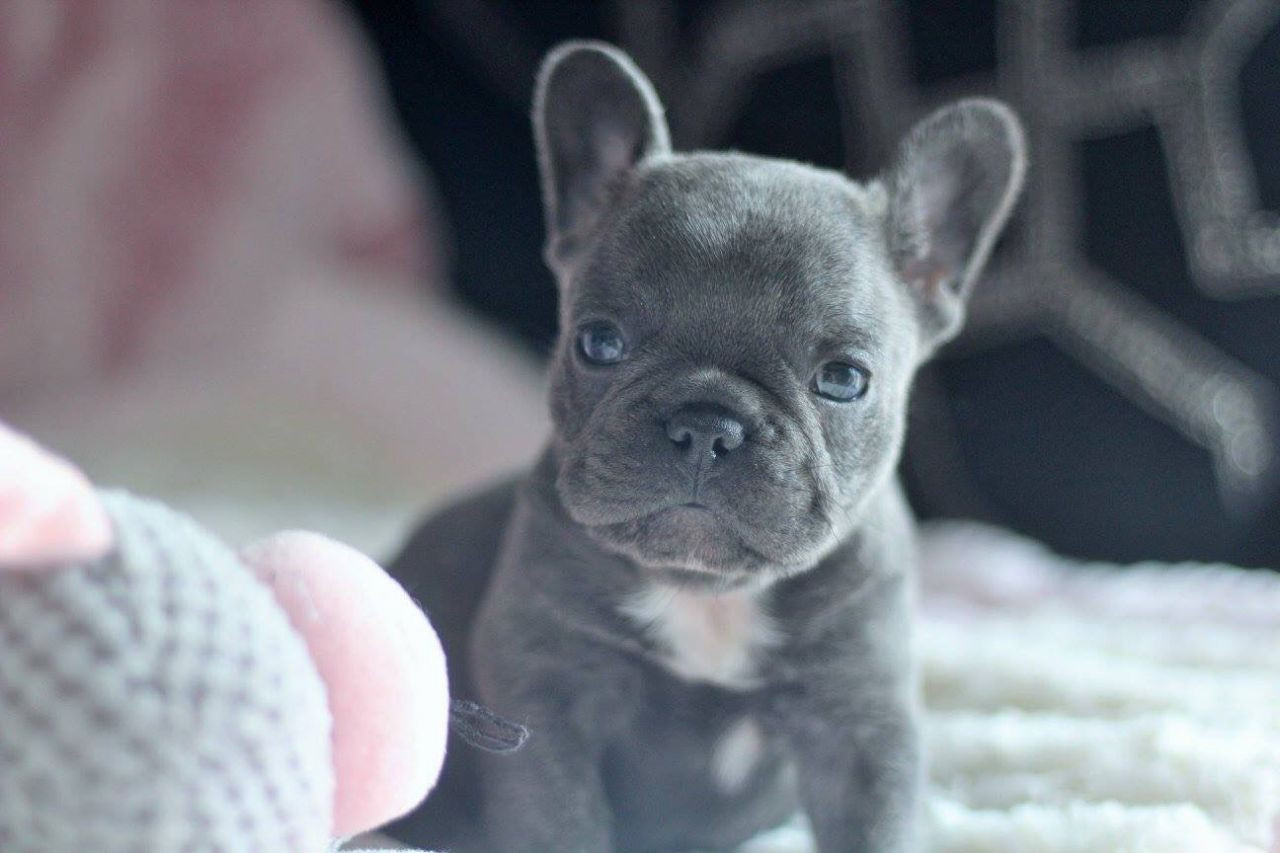 French Bulldog Puppies For Sale Pittsburgh, PA 270301
