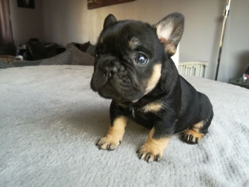 French Bulldog Puppies For Sale Kentucky, WV 270351