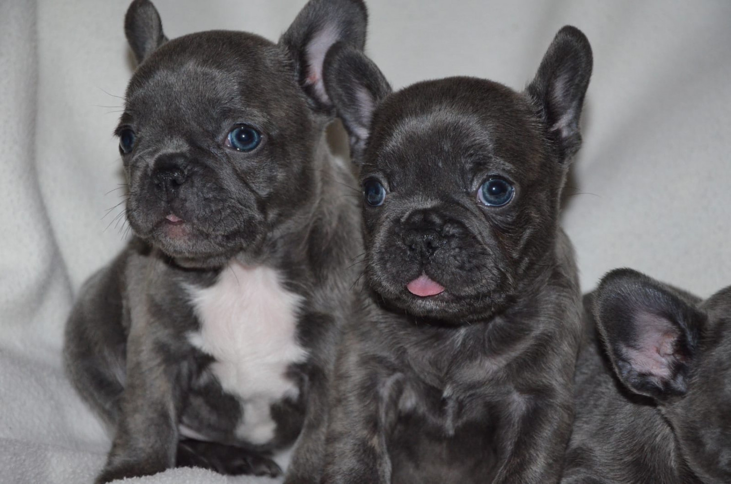 French Bulldog Puppies For Sale Los Angeles, CA 270724