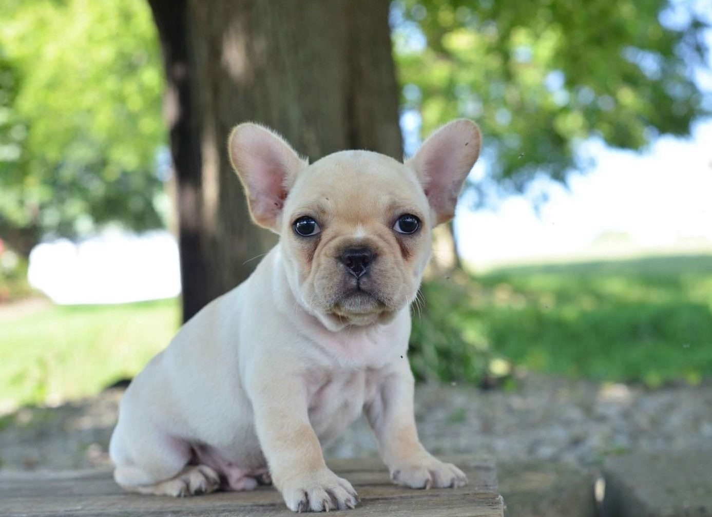 French Bulldog Puppies For Sale Seattle, WA 271491