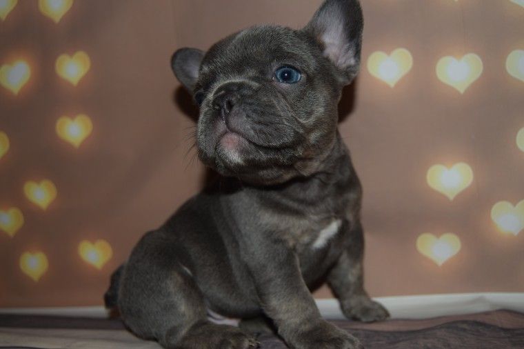 "French Bulldog" Puppies For Sale Phoenix Country Club, AZ 272086