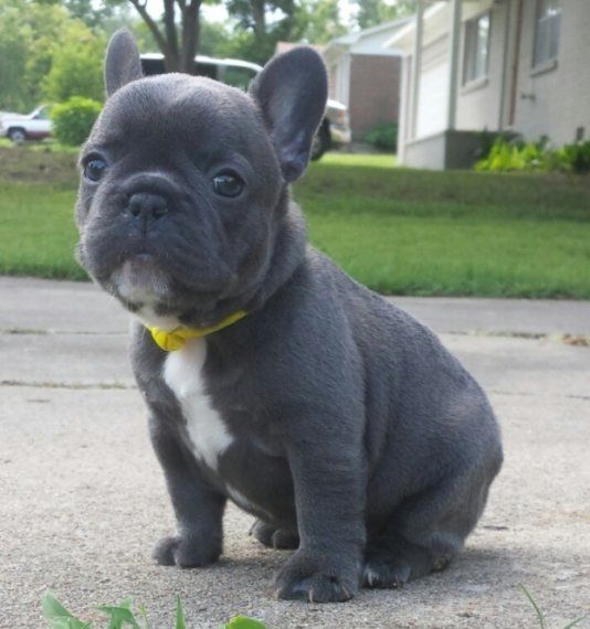 French Bulldog Puppies For Sale Austin, TX 273776