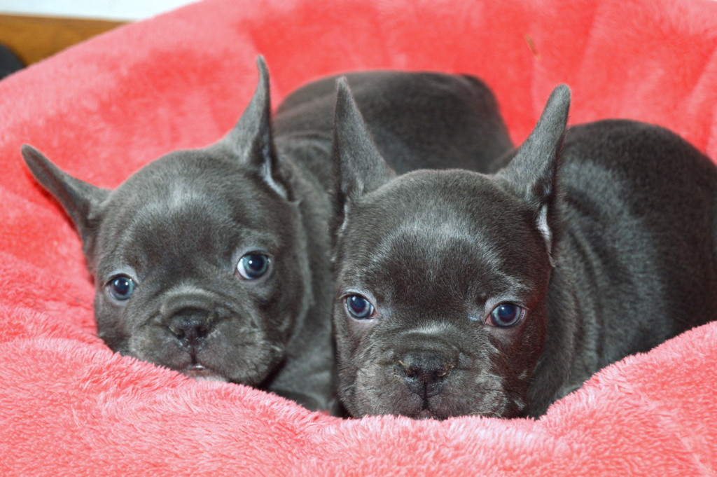 French Bulldog Puppies For Sale Miami, FL 274169