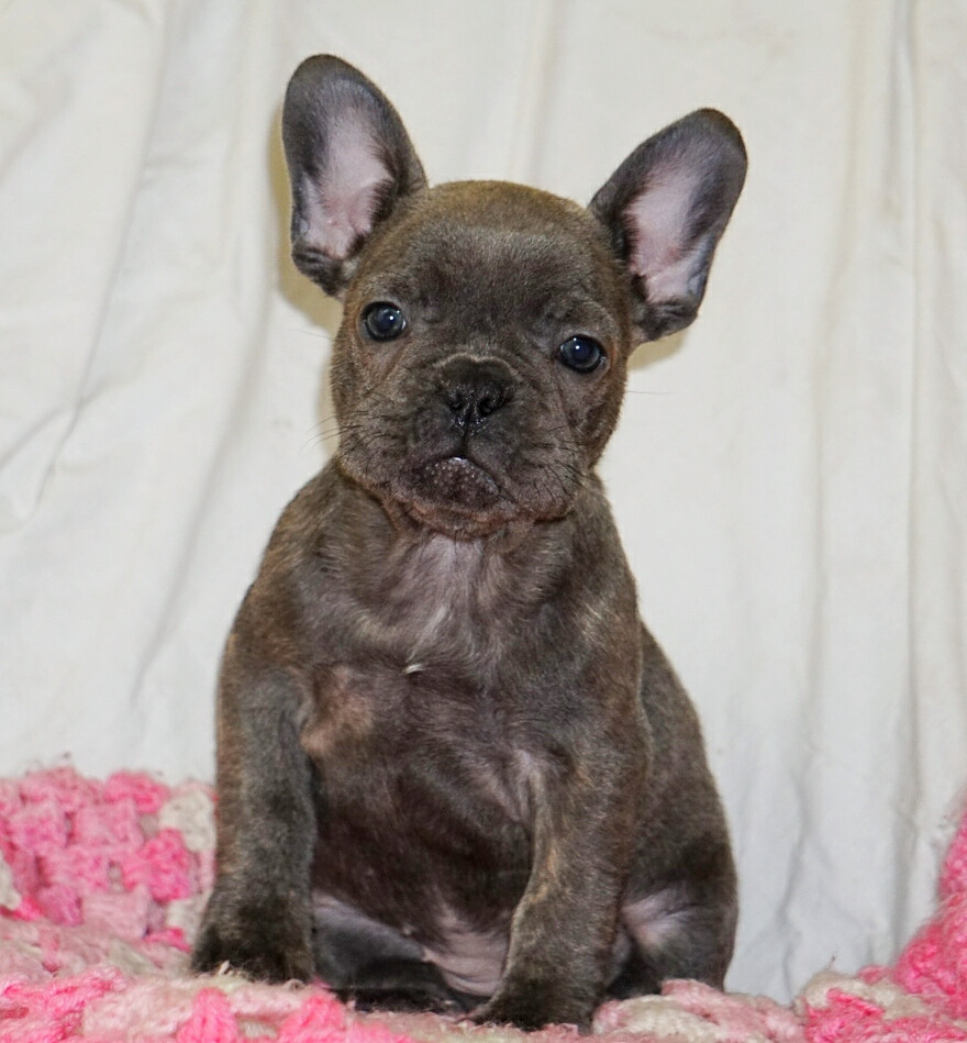 Droll French Bulldog Puppies For Sale In Michigan
