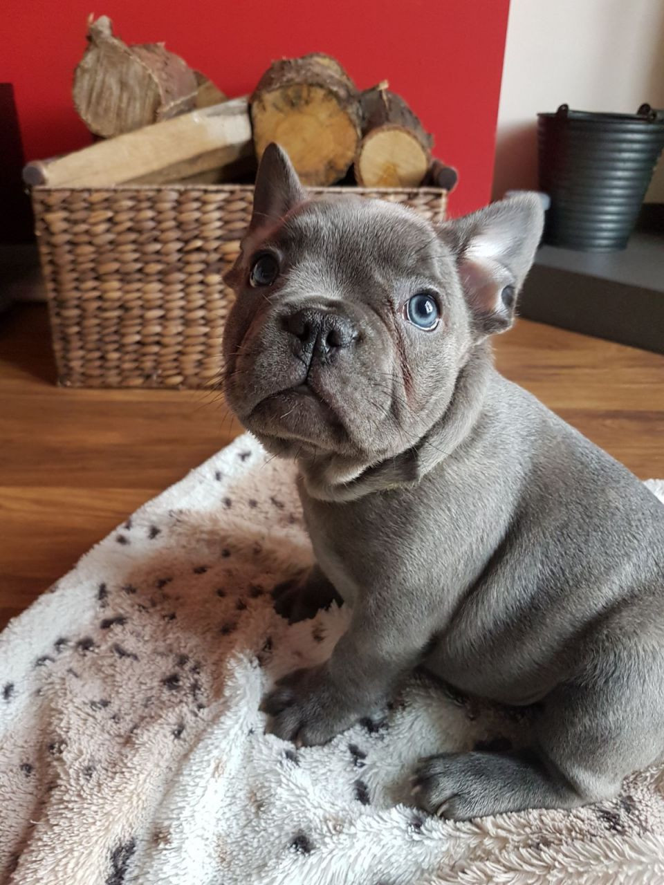French Bulldog Puppies For Sale Redding, CA 274318