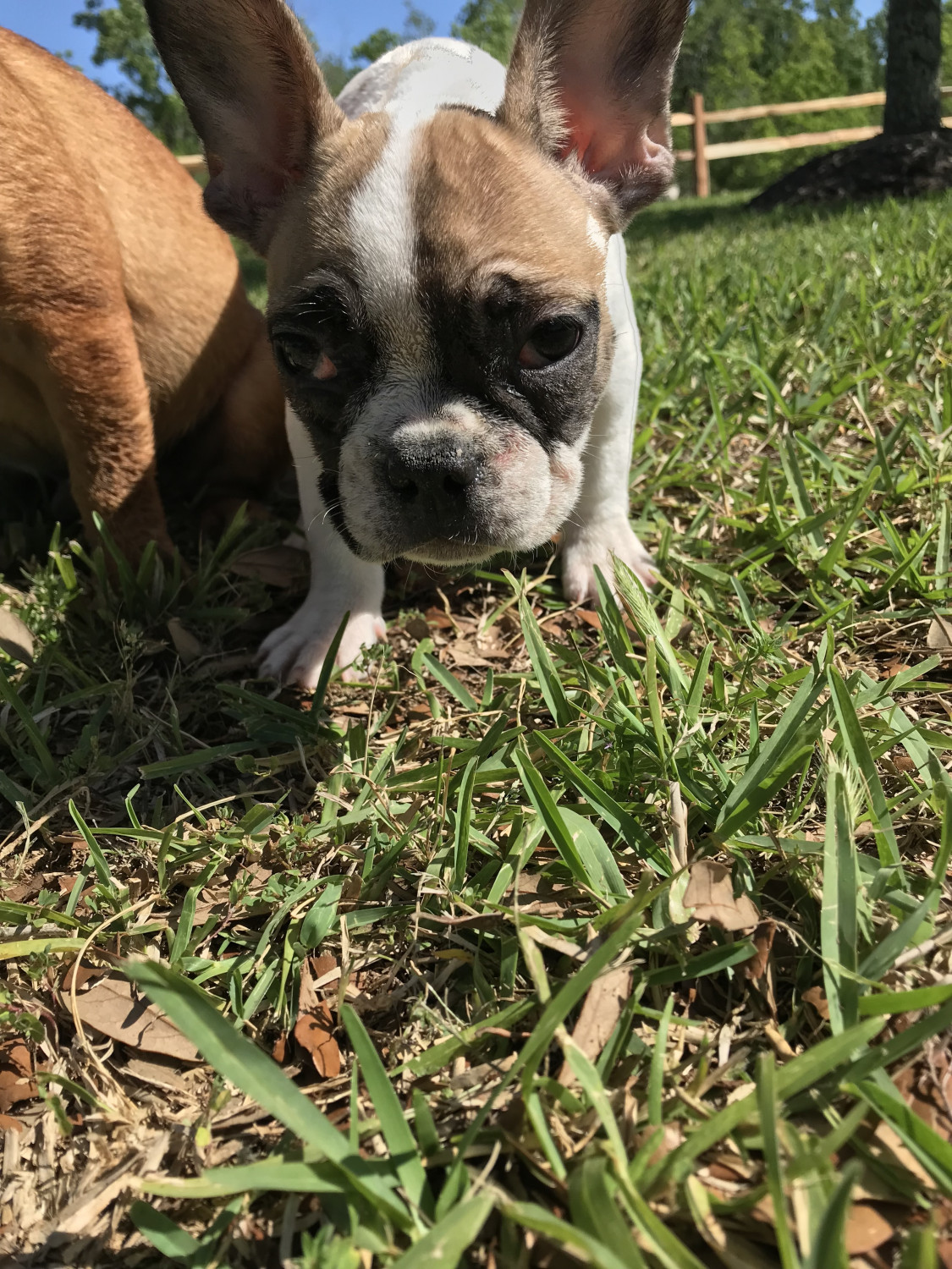 French Bulldog Puppies For Sale Houston, TX 274791