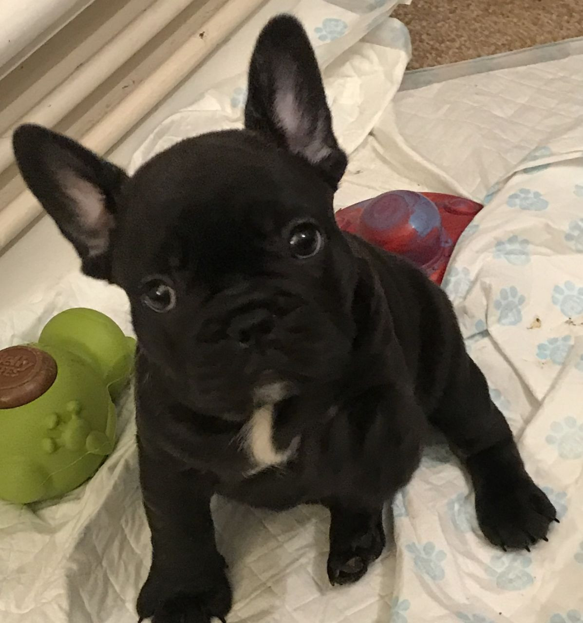French Bulldog Puppies For Sale Denver, CO 274817