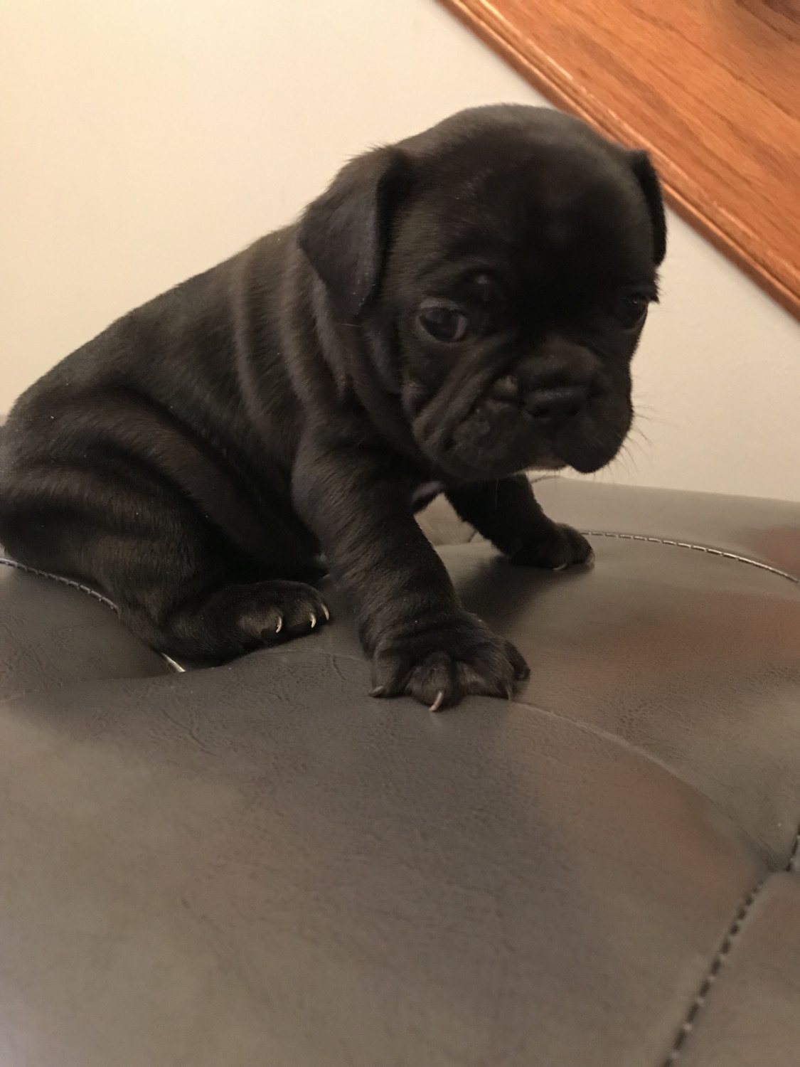 French Bulldog Puppies For Sale Detroit Mi 273683
