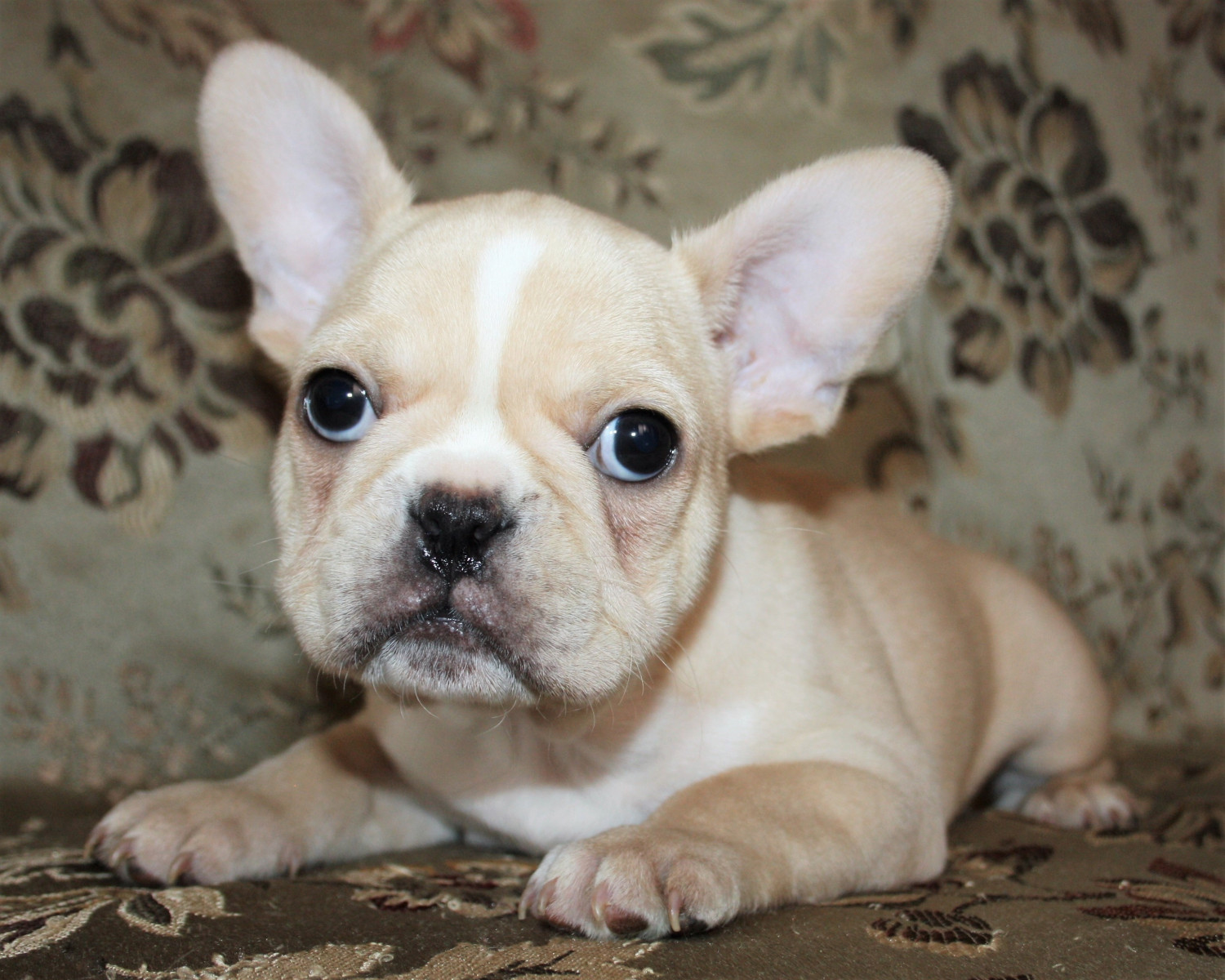 French Bulldog Puppies For Sale Phoenix, AZ 275469