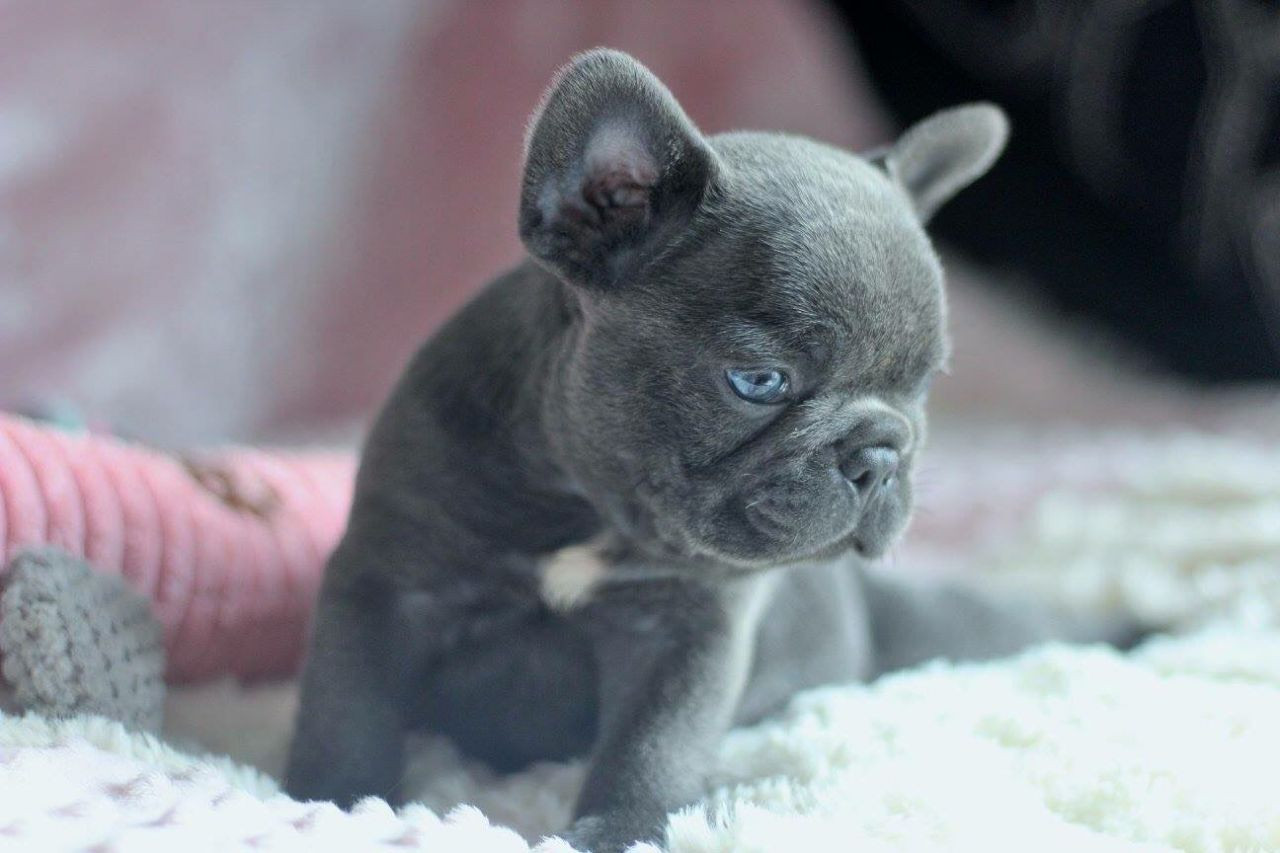 French Bulldog Puppies For Sale Pittsburgh, PA 276411