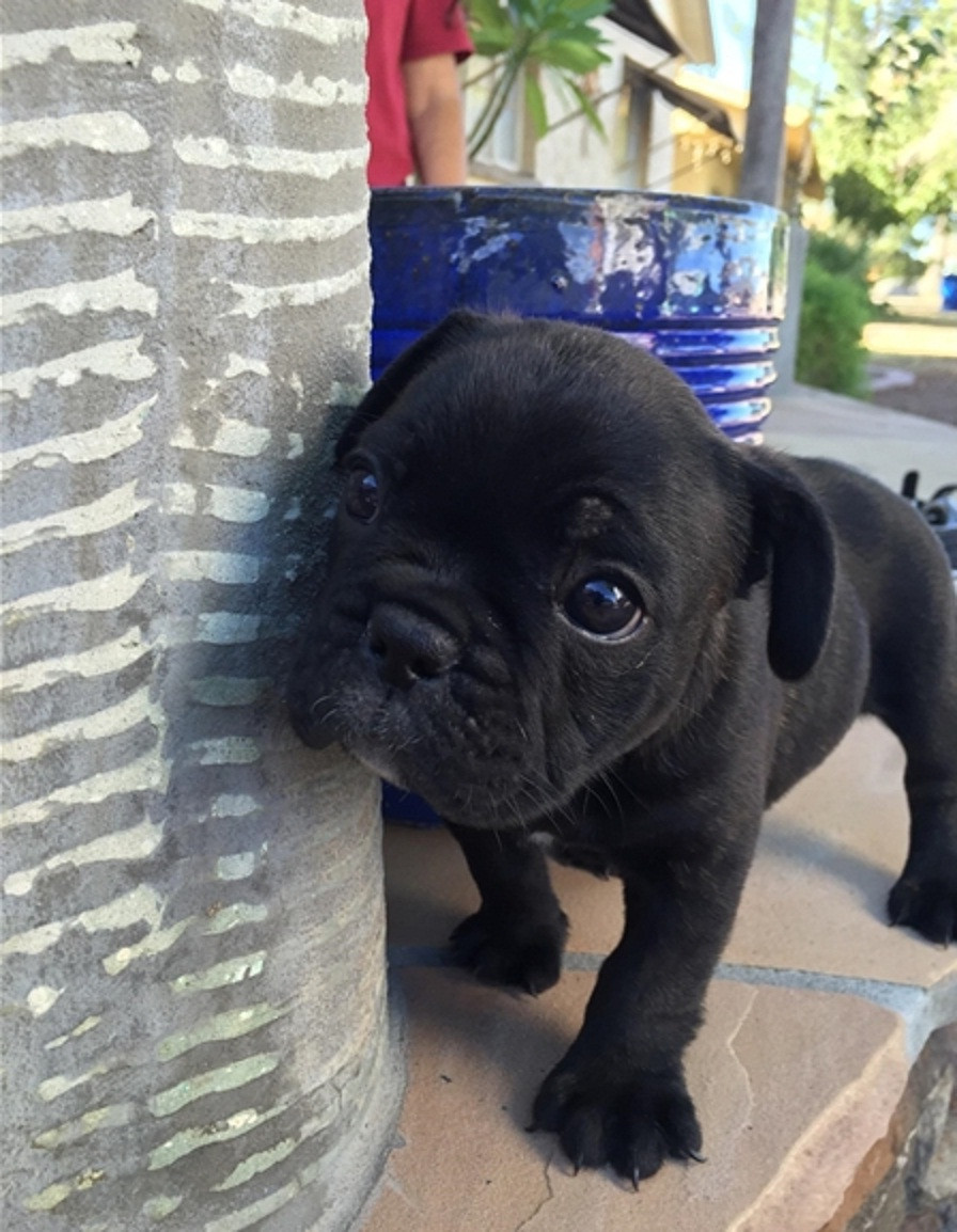 French Bulldog Puppies For Sale Erie, PA 277654