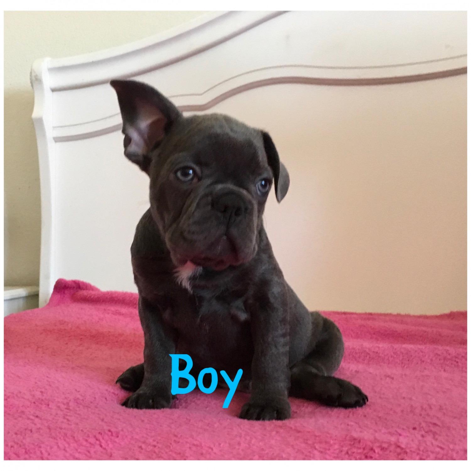 French Bulldog Puppies For Sale Palmdale, CA 277445