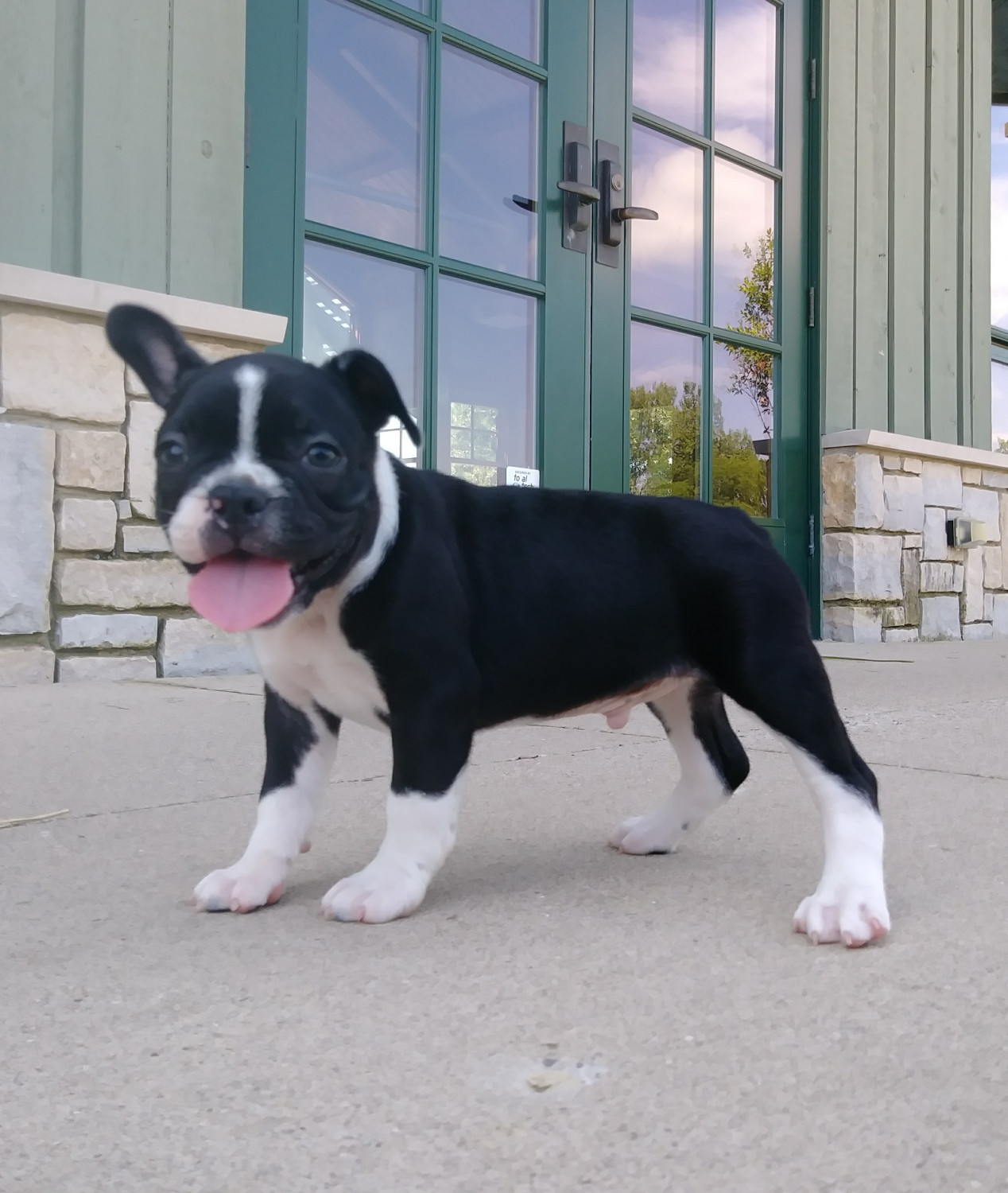 French Bulldog Puppies For Sale Dayton, OH 279419