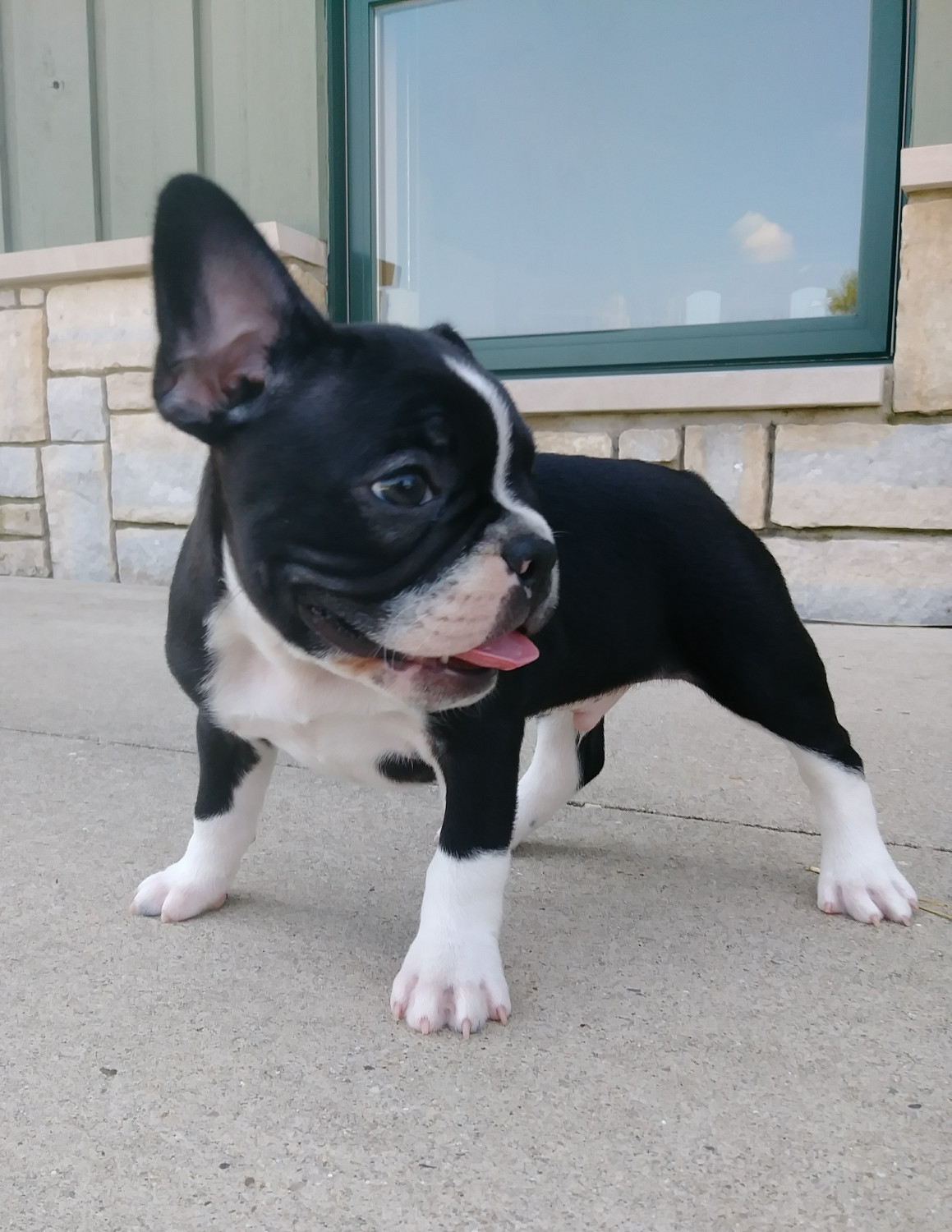 French Bulldog Puppies For Sale Dayton, OH 279419