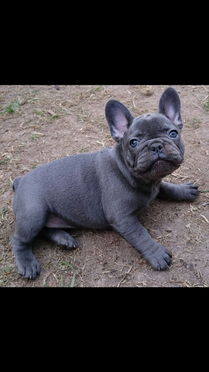 French Bulldog Puppies For Sale Columbus, OH 280308