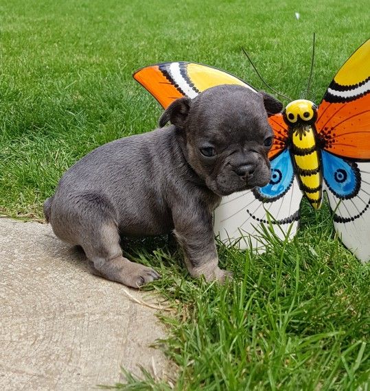 French Bulldog Puppies For Sale | Colorado Springs, CO #280353