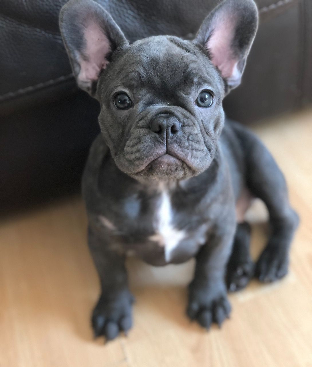French Bulldog Puppies For Sale Columbus, OH 280444