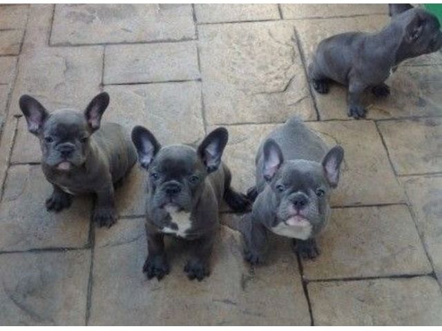 French Bulldog Puppies For Sale Edmond Ok 280574