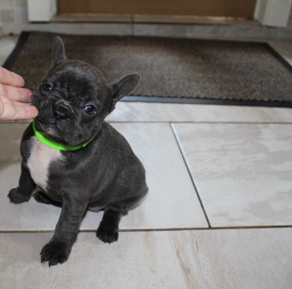 French Bulldog Puppies For Sale Pittsburgh, PA 281617