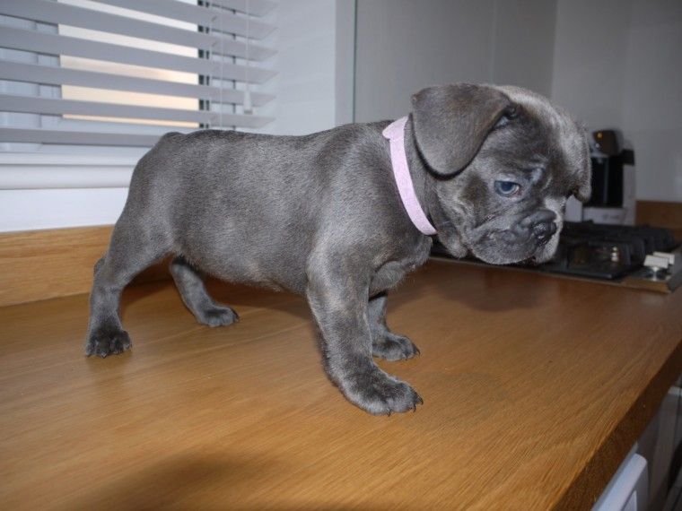French Bulldog Puppies For Sale Columbus, OH 282582