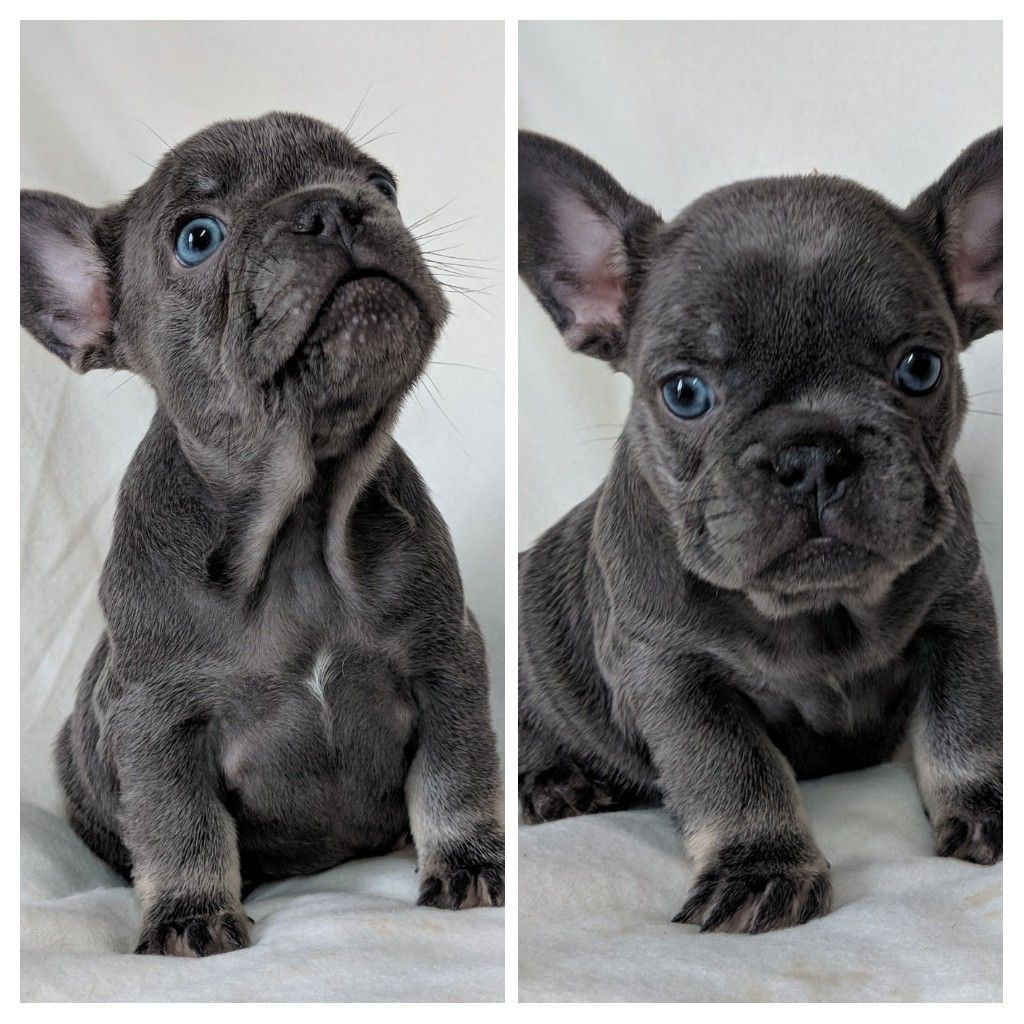French Bulldog Puppies For Sale Columbus, OH 283011