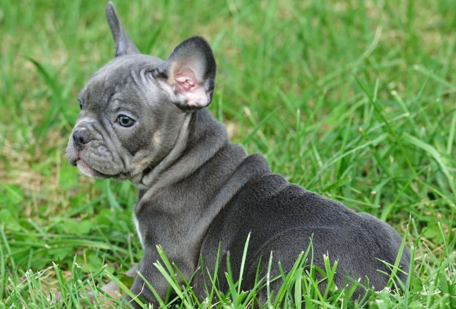 French Bulldog Puppies For Sale Colorado Springs, CO 283492