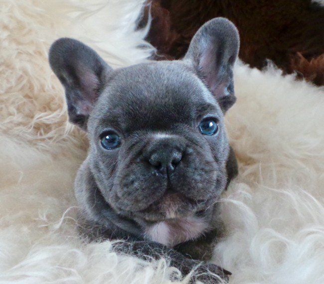 French Bulldog Puppies For Sale Columbus, OH 283533