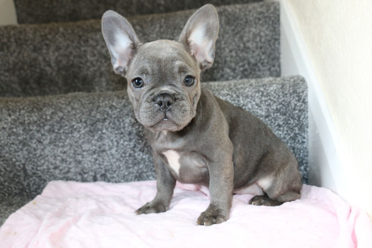 French Bulldog Puppies For Sale Columbus, OH 283777