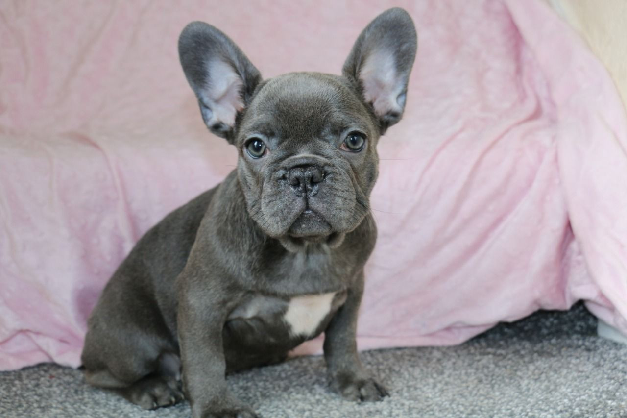 French Bulldog Puppies For Sale Columbus, OH 283815