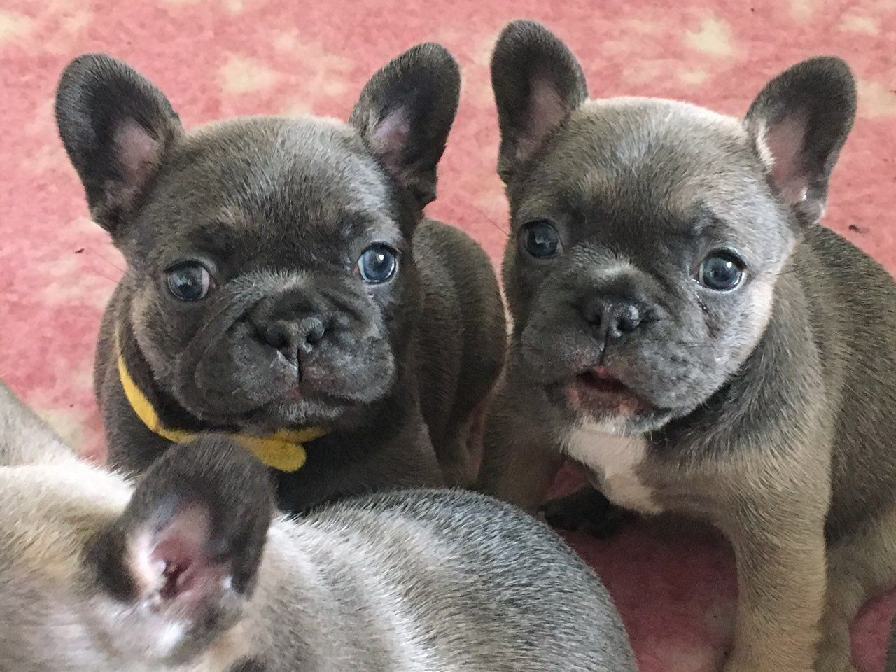 French Bulldog Puppies For Sale Columbus, OH 284003