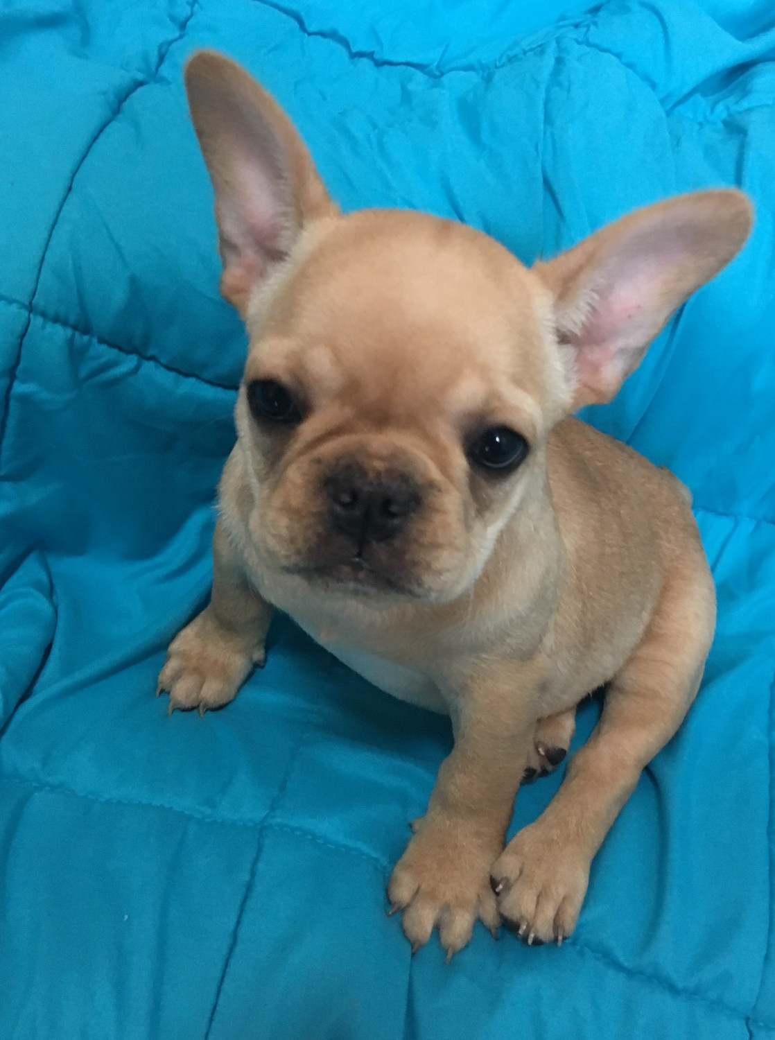 26 Best Images French Bulldog Puppies Rescue Nc French
