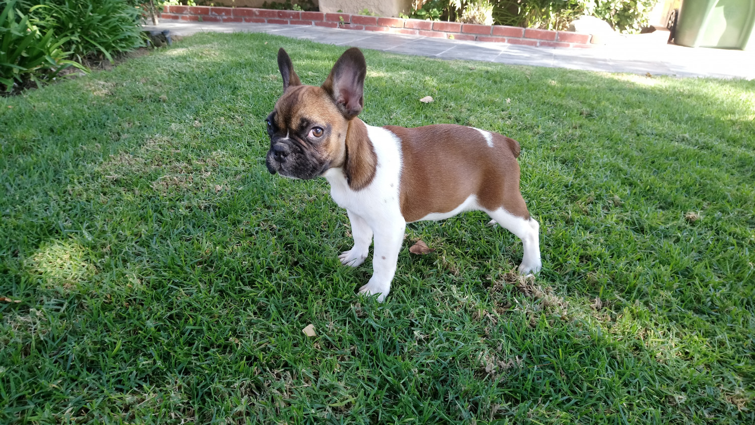 60 HQ Images French Bulldogs For Sale In Nc : French Bulldog Puppies for Sale in San Luis Obispo, CA
