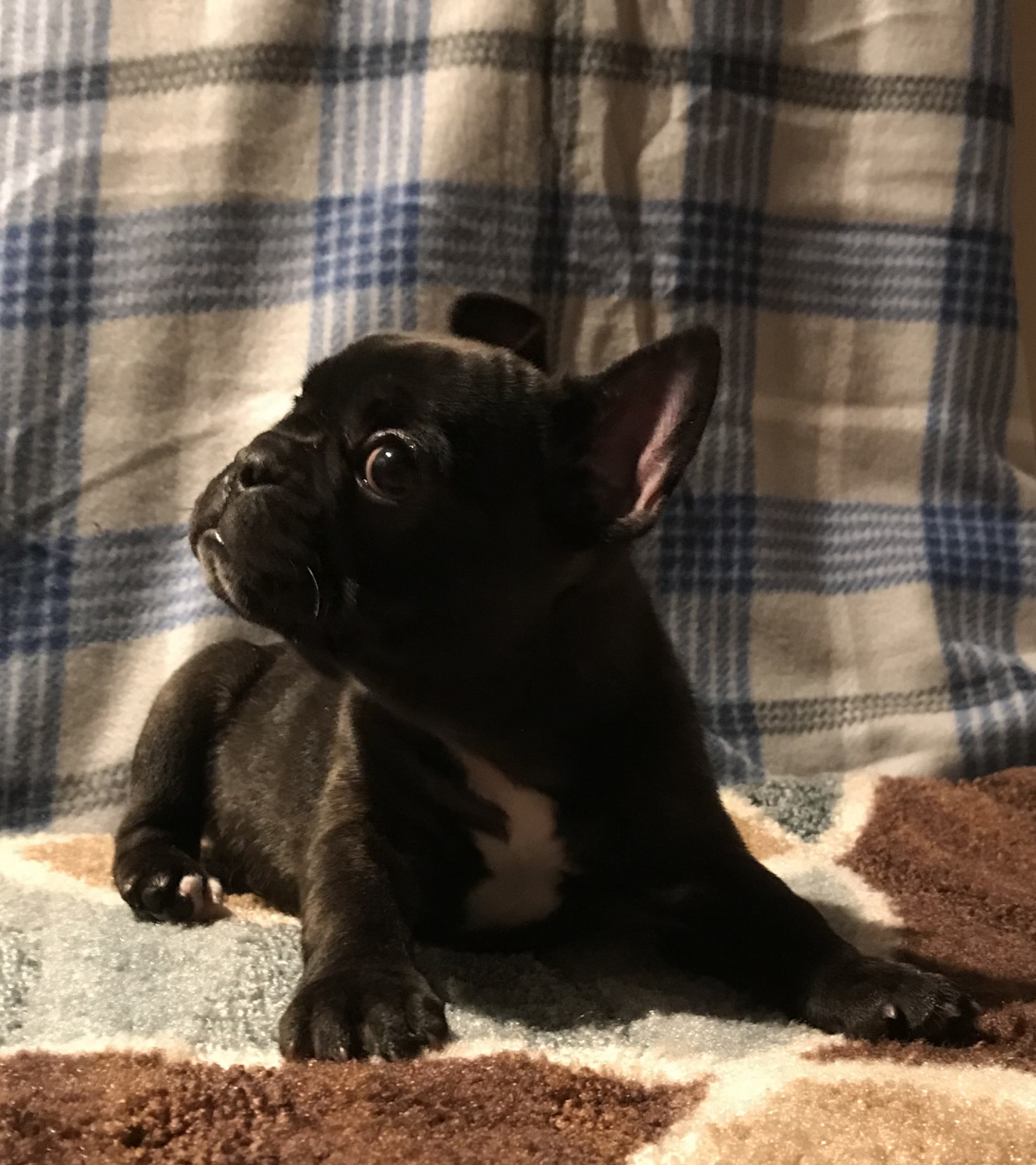 French Bulldog Puppies For Sale Dayton, OH 285216