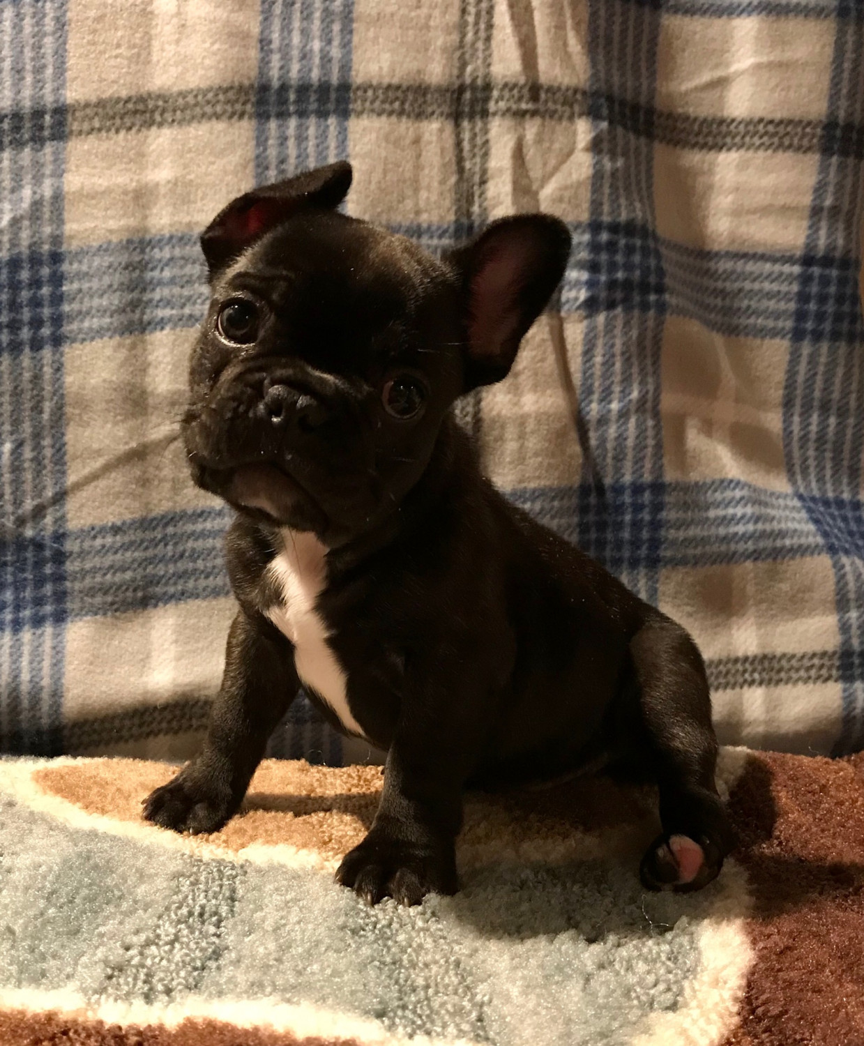 French Bulldog Puppies For Sale Dayton, OH 285216
