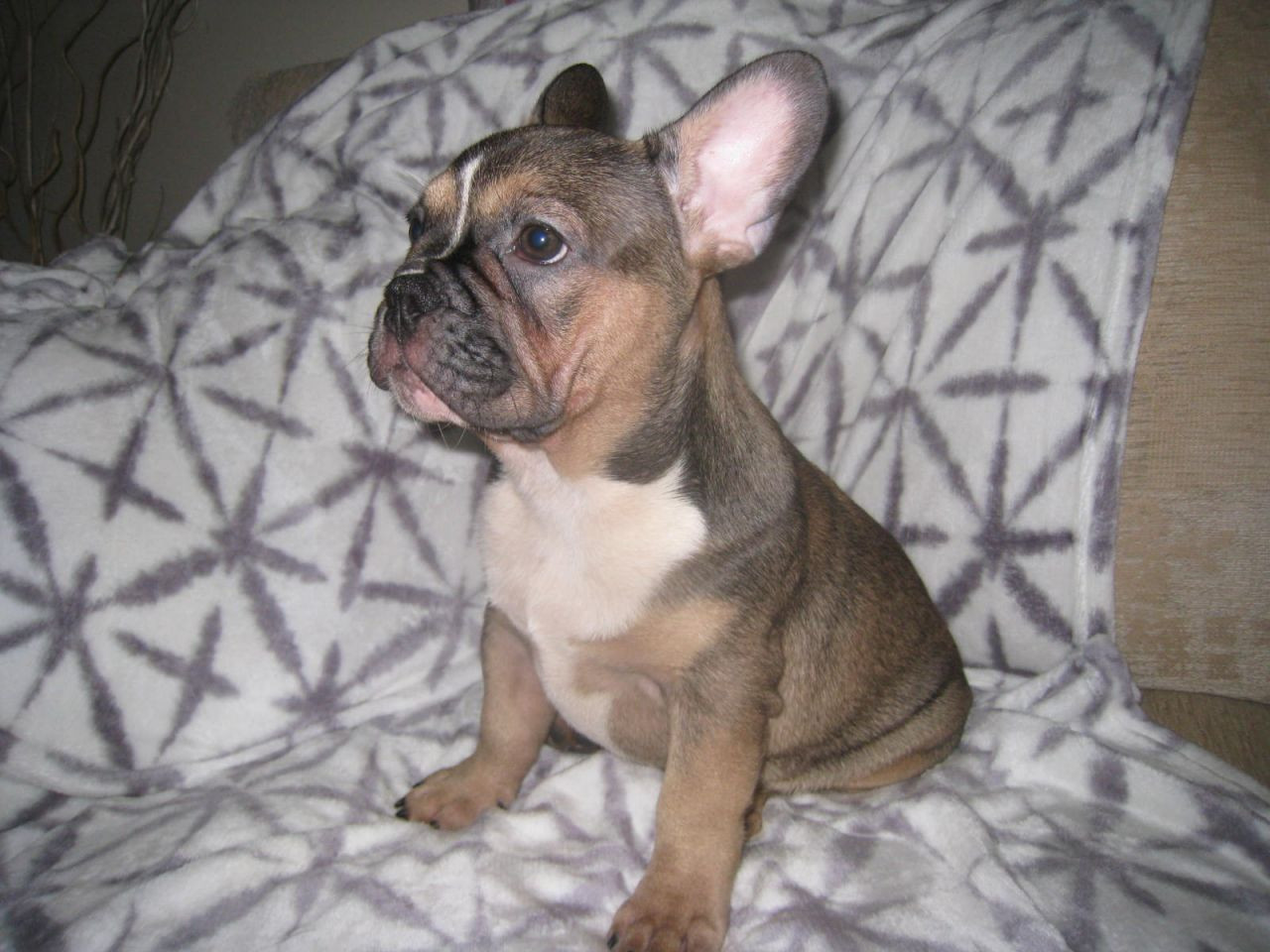 French Bulldog Puppies For Sale Hartford, CT 286540