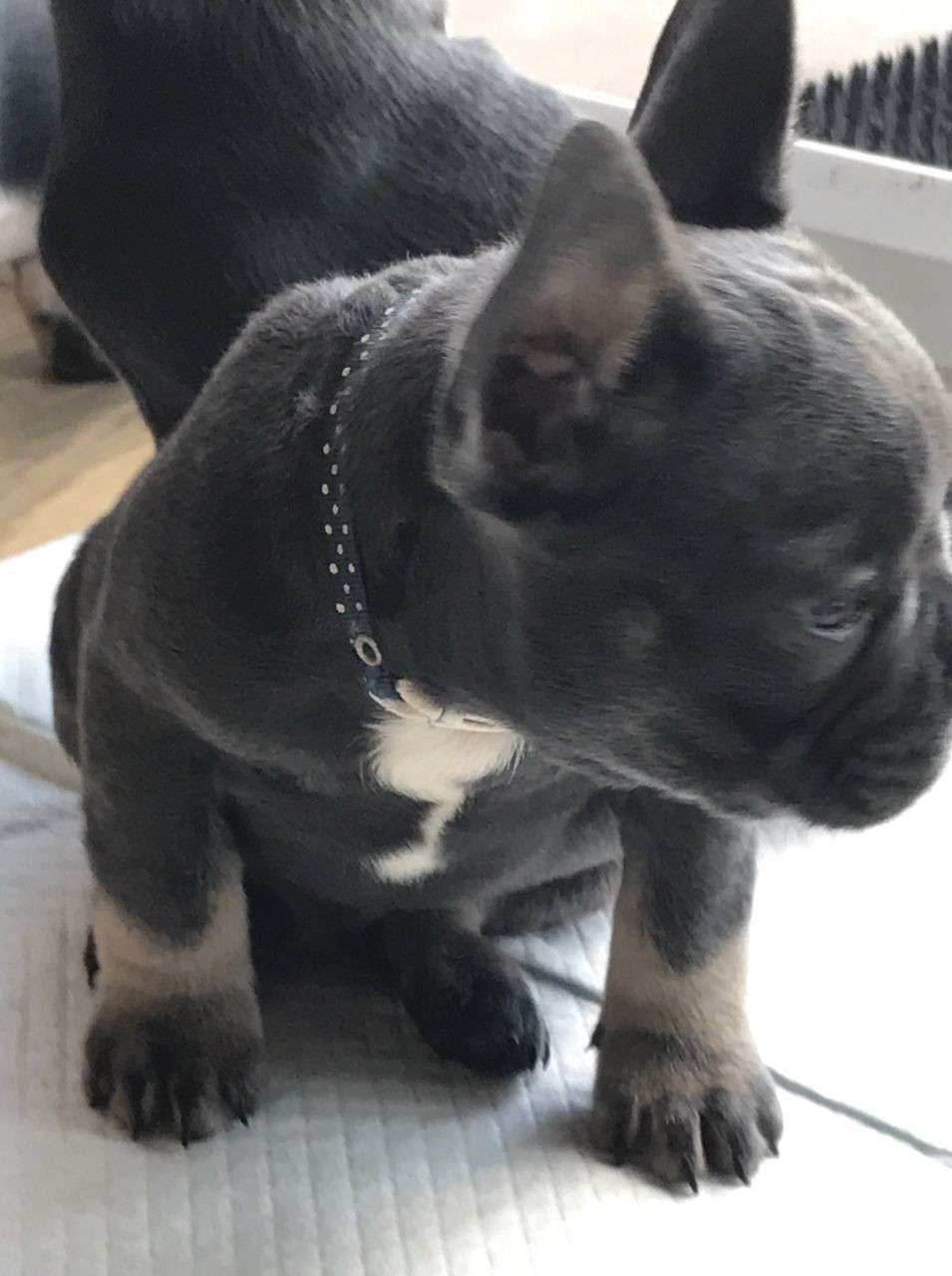 French Bulldog Puppies For Sale Hartford, CT 286540