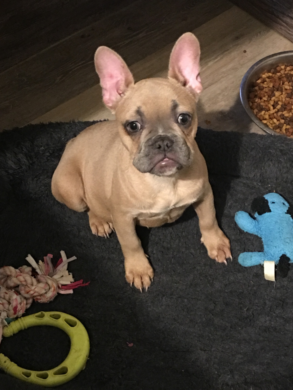 French Bulldog Puppies For Sale Elizabethtown, KY 286671
