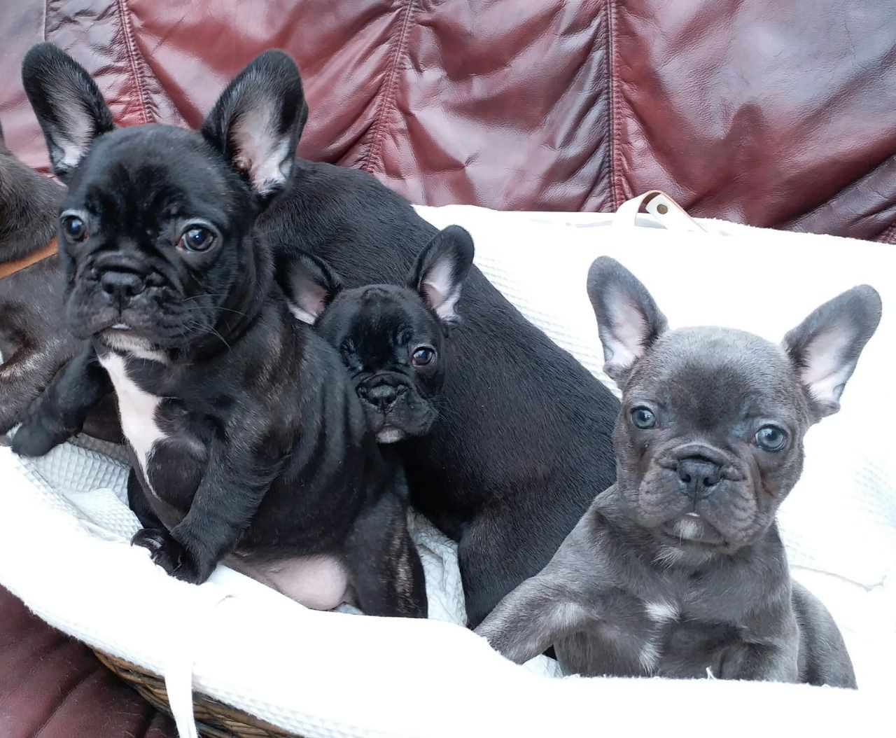 French Bulldog Puppies For Sale | Ohio Drive, TX #286674