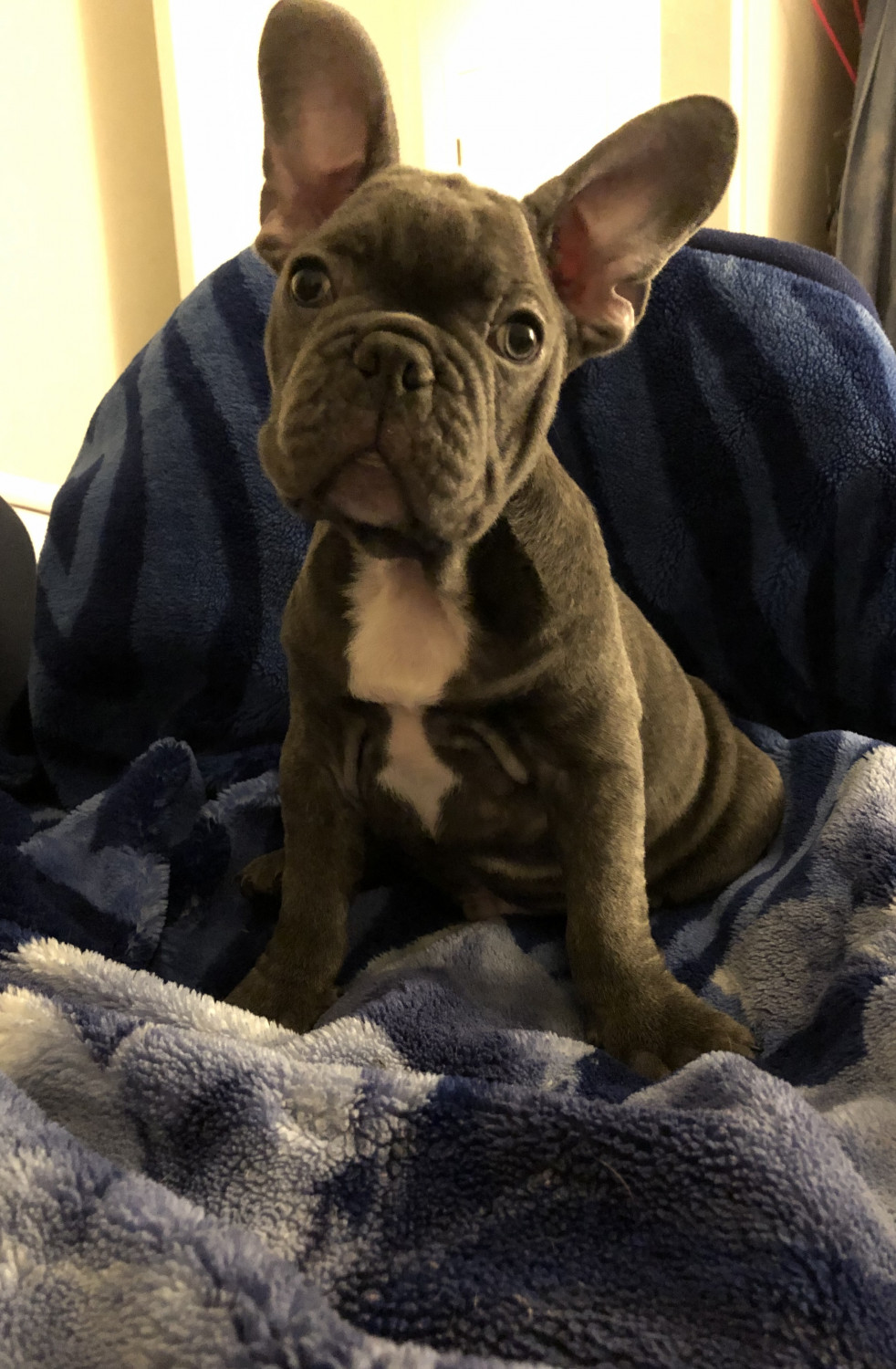 55+ French Bulldog Puppies For Sale In Palmdale Ca