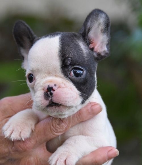 French Bulldog Puppies For Sale Louisville, KY 213200