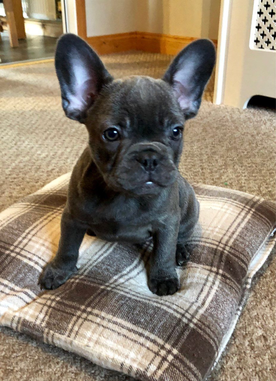 French Bulldog Puppies For Sale Houston, TX 287619