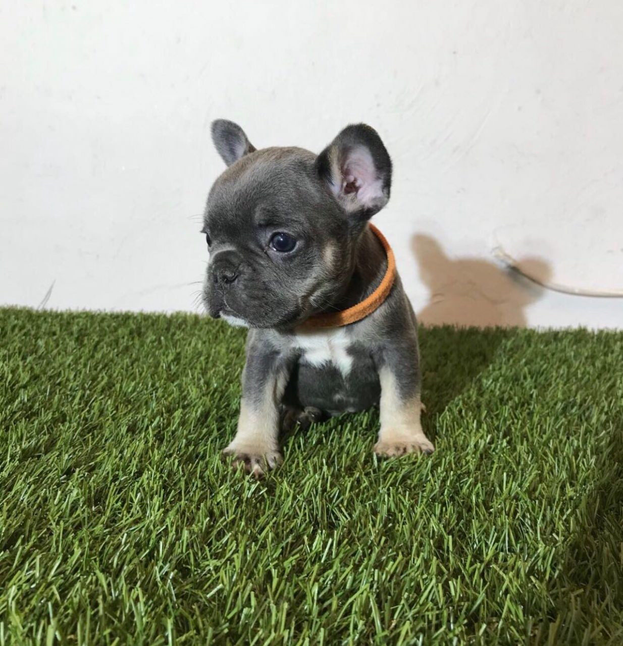 French Bulldog Puppies For Sale New York, IA 287898