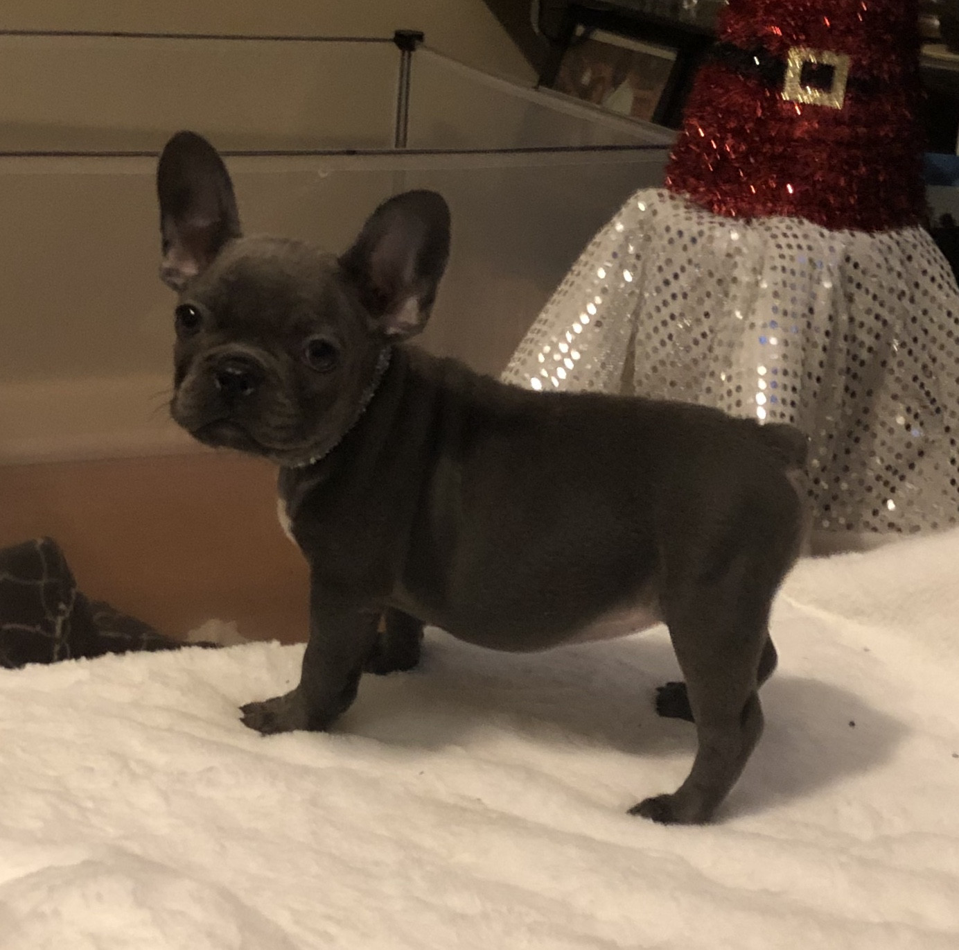 French Bulldog Puppies For Sale Austell, GA 288098