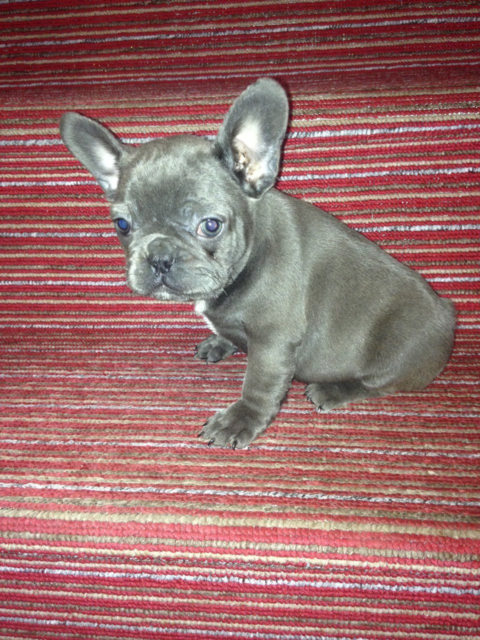 French Bulldog Puppies For Sale Houston, TX 288342