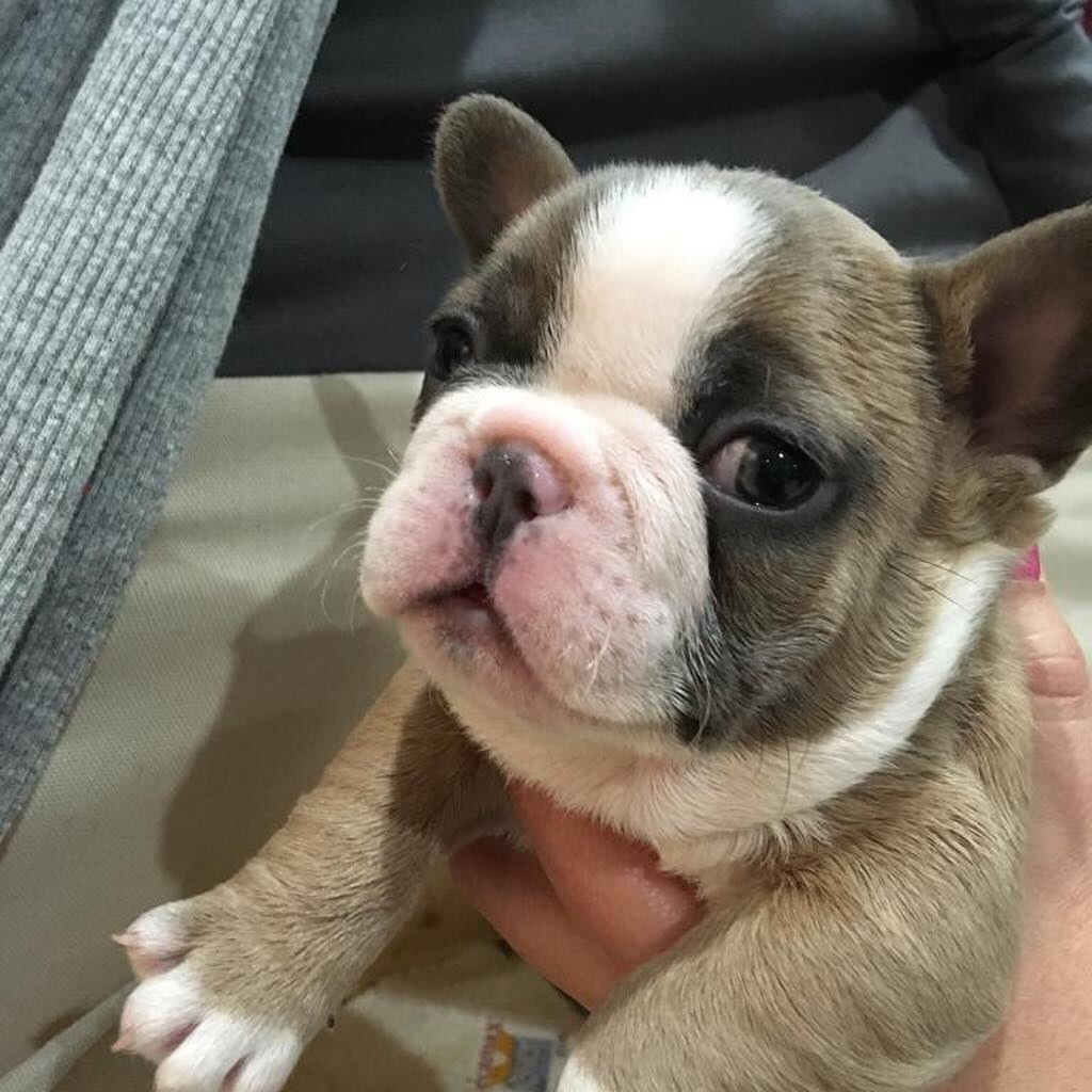 French Bulldog Puppies For Sale Orlando, FL 288361