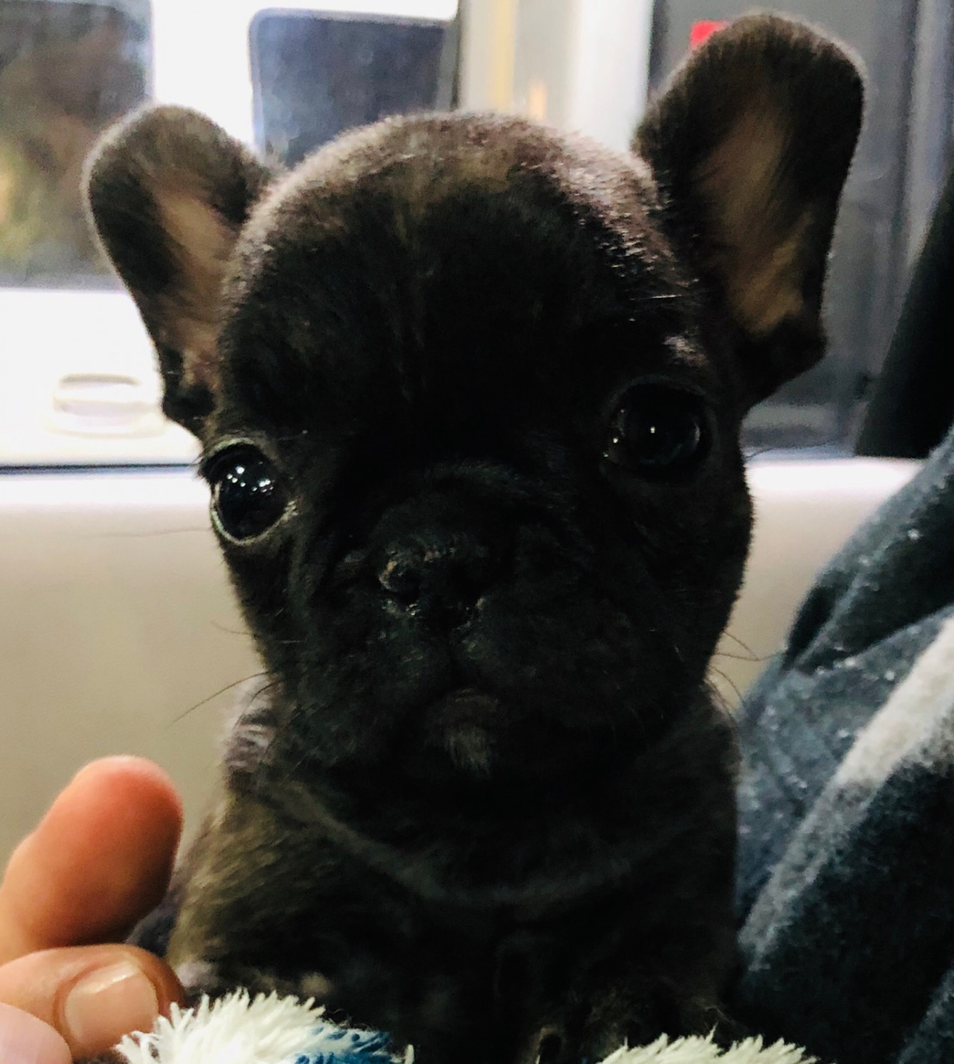 French Bulldog Puppies For Sale Horse Cave, KY 288592